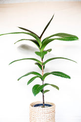 Syzygium verstegii aff.